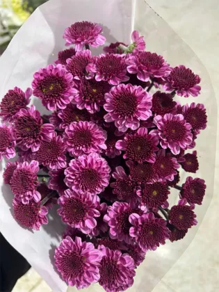 Purple yan spray chrysanthemum