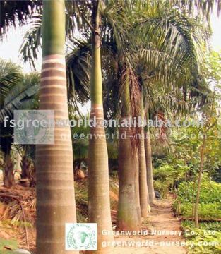 Roystonea regia palm trees