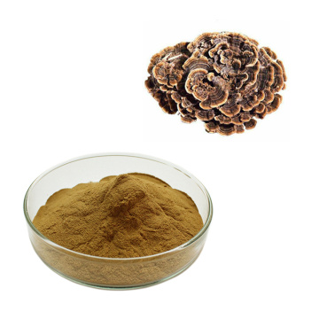 Natrual plant Turkey Tail Mushroom Extract