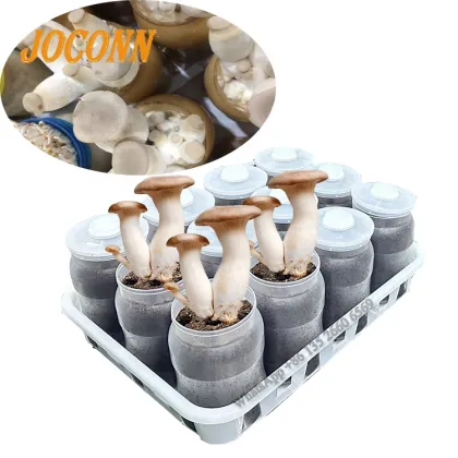 King Oyster Mushroom Growing Bottles: Edible Fungus Cultivation Substrate Filling