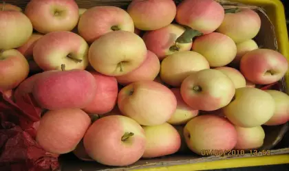 chinese fresh gala apple