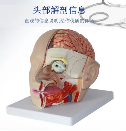 Cerebral Artery Head Anatomy Model