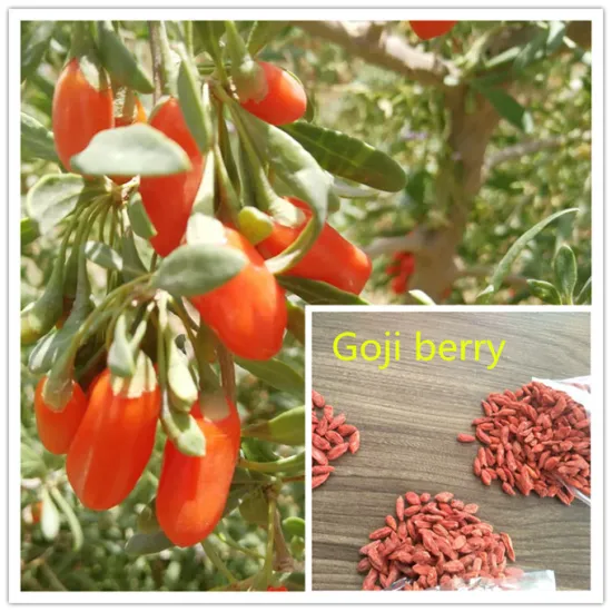 Goji berry from our plangting base