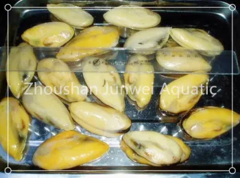fresh frozen mussel for sale