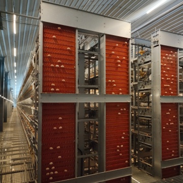 High Quality Egg Picking System for Poultry Farms
