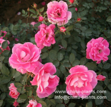 Wholesale/supply/export Chinese monthly rose seedling for horticulture