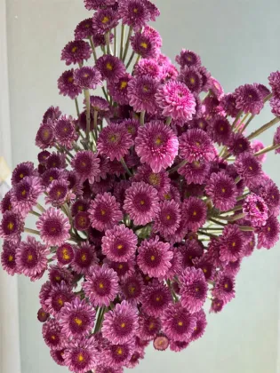 Purple yan spray chrysanthemum