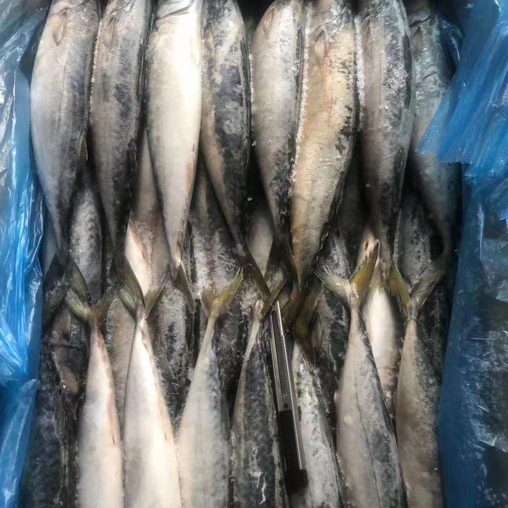 Frozen Mackerel