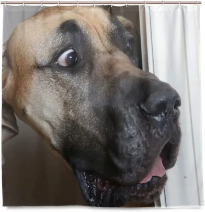 Animal Great Dane Dogs Funny Shower Curtain Astonished Labrador Staring At Your Naked Body Bathroom Curtain Decor With 12 Hooks