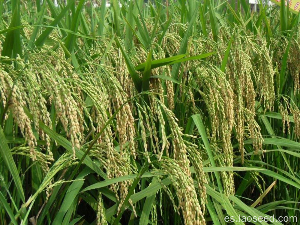 Semilla de arroz con arroz de alta calidad