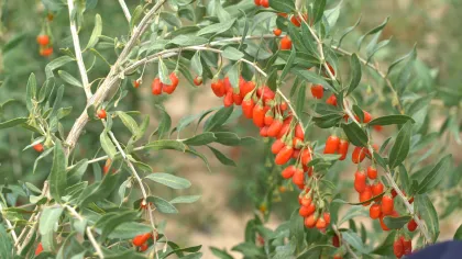 Organic Goji Berry Fruit