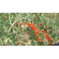 Organik Goji Berry Meyvesi