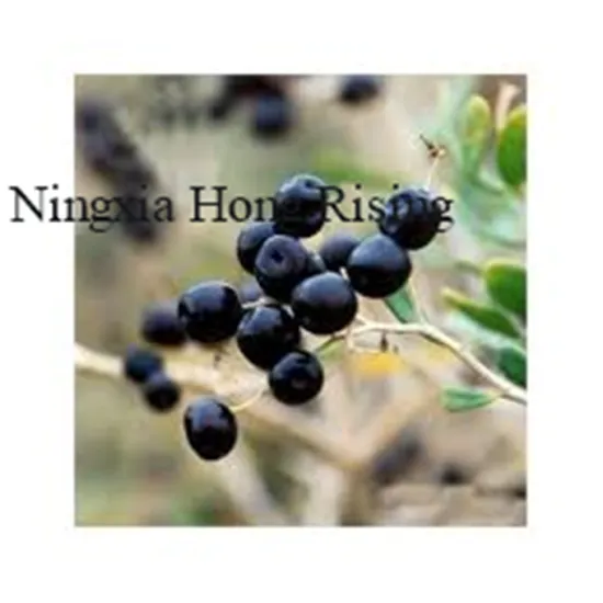 antioxident dried black goji berry wolfberry