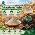 مسحوق Trichoderma reesei الميكروبي لتحلل المخلفات العضوية وإدارة التربة