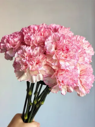 Happy hour single-headed carnation
