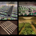 600W Full Spectrum LED Grow Light 4x4 6x6