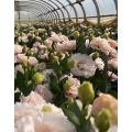 তাজা কাটা ফুল হালকা গোলাপী Lisianthus বিবাহের সজ্জা