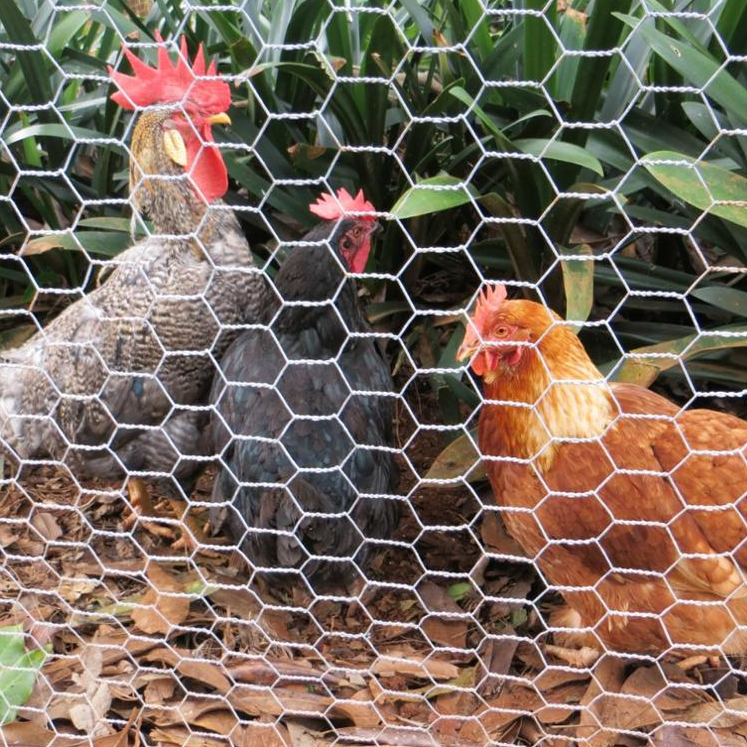 electric galvanized farm chicken wire net rolls