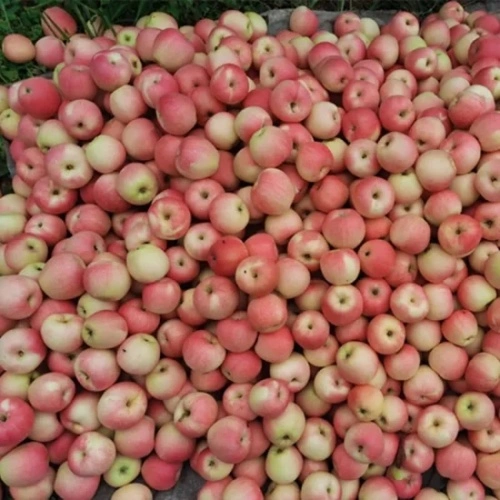 Organic Gala Apples from China, Gala Apple Wholesale