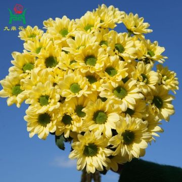 Kennedy Cream Yellow Spray Mums Flowers