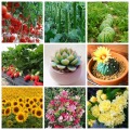 60g Quick-acting Compound Fertilizer Nitrogen, Phosphorus and Potassium Plant Foliage Organic Fertilizer Flower Pot Fertilizer