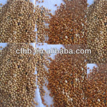 2014 crop yellow millet with shell