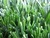 50mm S shaped hot sale soccer field artificial grass