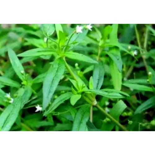 10: 1 Hedyotis Diffusa Extract Hedyotis Diffusa Willd Extract