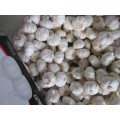 Good Quality Pure Garlic 2020