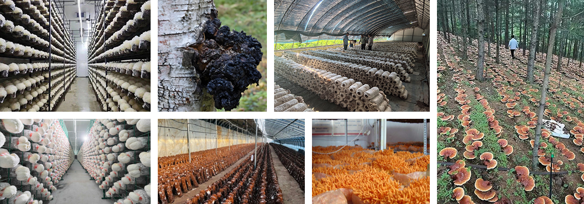 mushroom extract ahcc