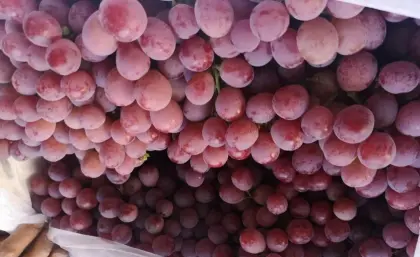 new fresh red grapes