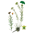 Rhodiola rosea extracto salidrosides rosavina en polvo a granel