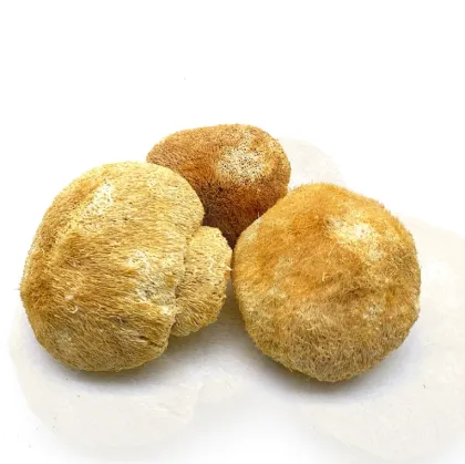 High Survival Rate Lion's Mane Mushroom Spawn