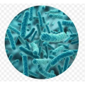 Lactobacillus acidophilus