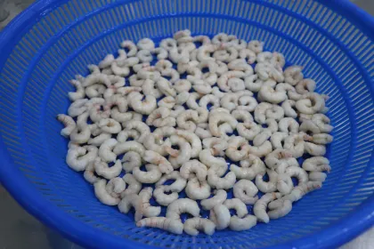 Frozen Cooked Red Shrimp Red Prawn Export