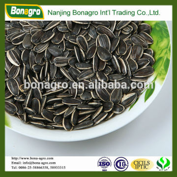 new crop Sunflower seeds free sample origin inner mongalia