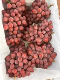 Delicious Fresh Red Grape Clusters