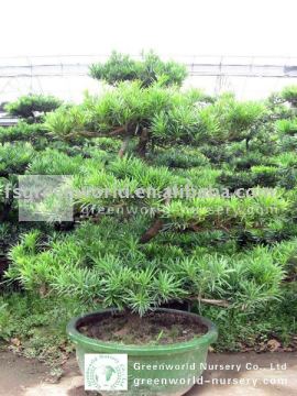 podocarpus macrophyllus landscaping trees