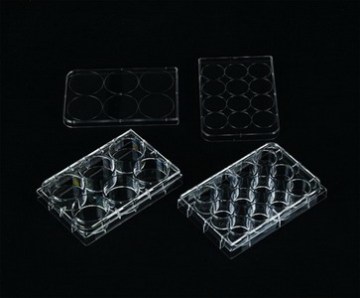 Tissue Culture Plate