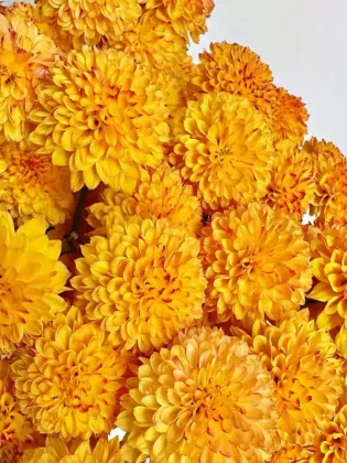 Bruno Orange Daisy spray chrysanthemum