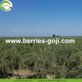 Wholesale Natural For Sale Wolfberry