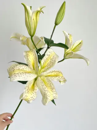 Tiger Muen Oriental Lily