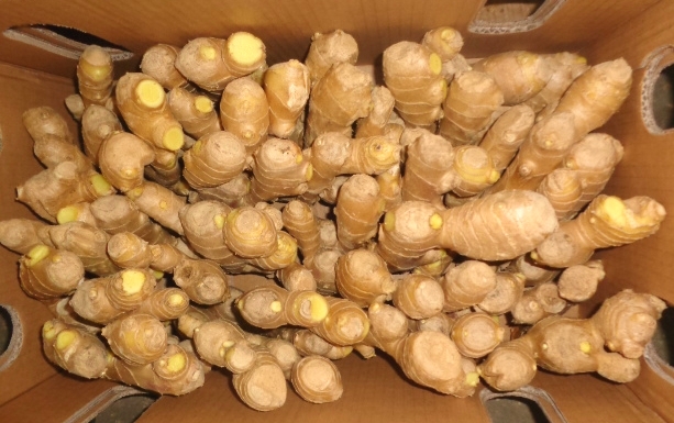 air dried ginger 2