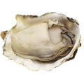 Oyster PEPTIDE POUDRE DE POUDRE D'ORYSTER EXTRAIT D'ARRIÈRE MOYEN