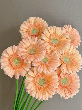 Gerbera Mermaid standard chrysanthemum