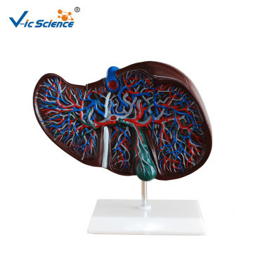 Milieuvriendelijk PVC anatomie levermodel