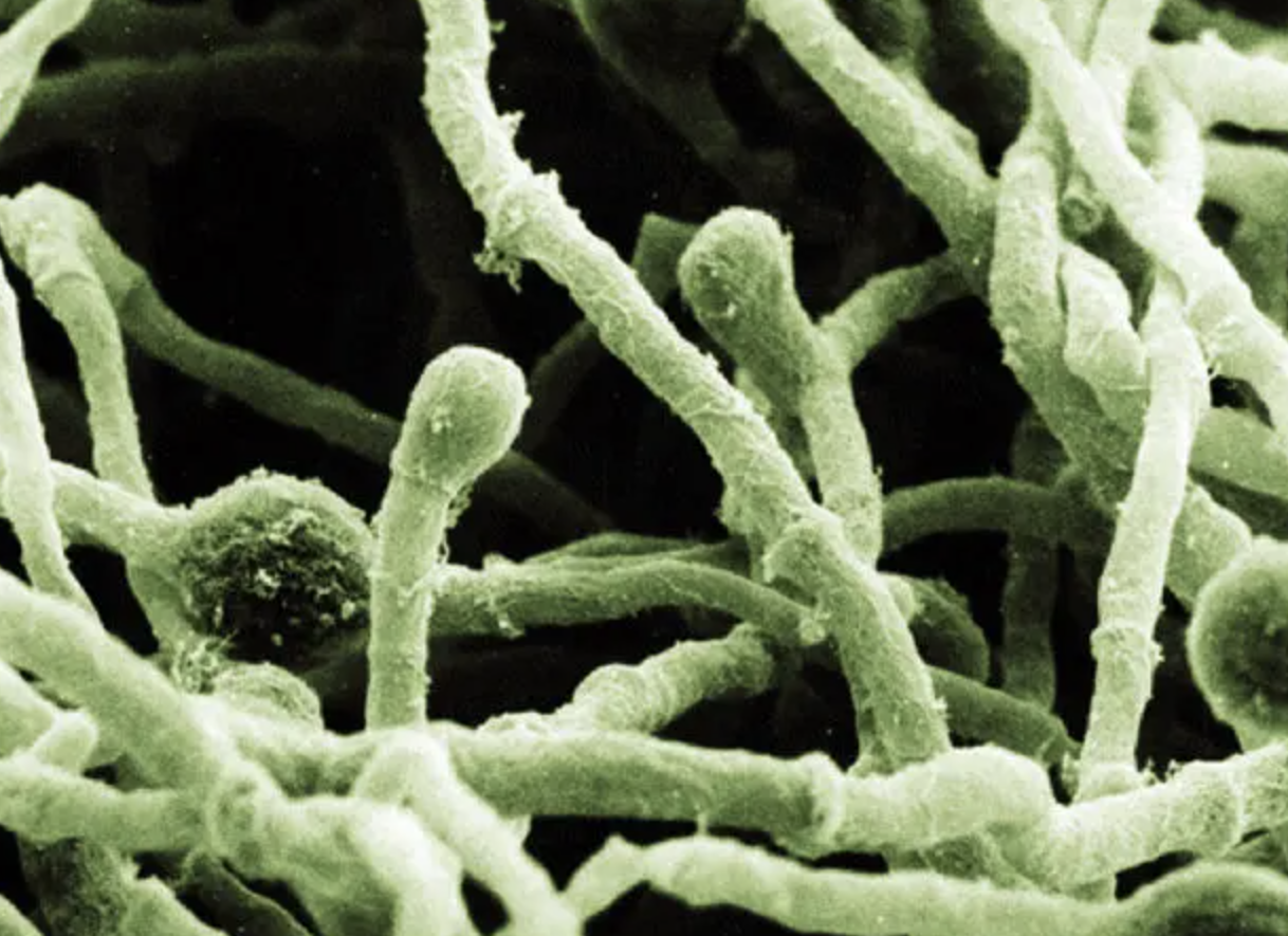 Trichoderma Reesei Culture Powder