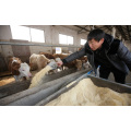 Refined Sea Salt for Animal Feed