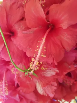 HIBISCUS TEA BAGS- Bulk Quantity (TBC)