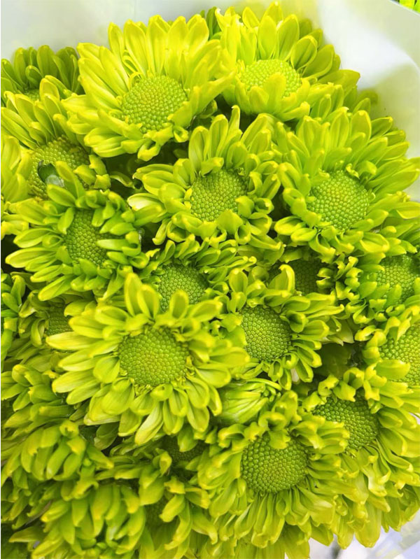Spray chrysanthemum green elf3